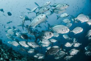 shoal of silvery fish in the ocean