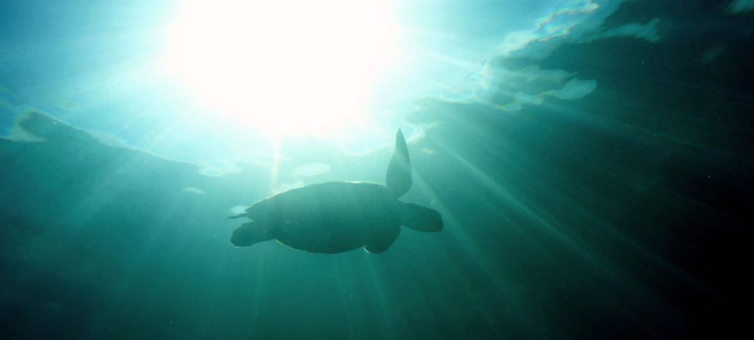 turtle swimming in ocean with sun ray