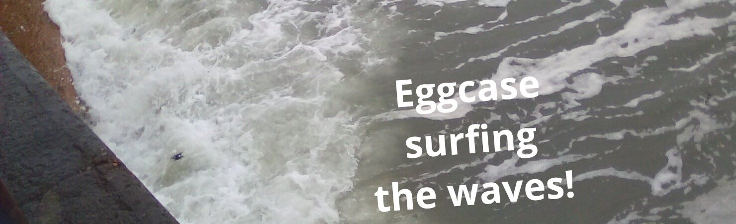 shark egg cases surfing the waves