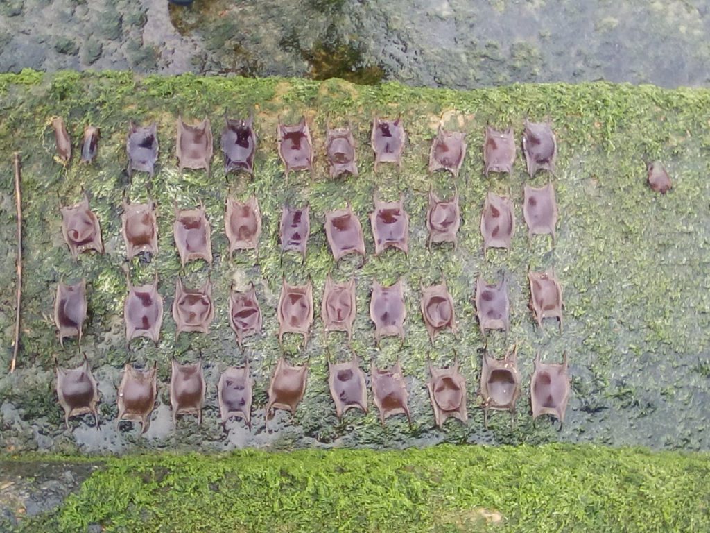 thornback rays egg cases
