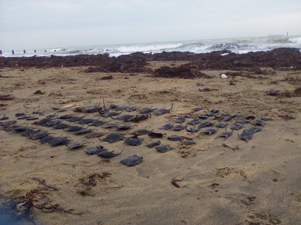 shark egg cases from seaweed mattresses on beach