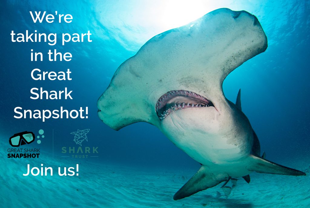 Image of Hammerhead Shark with caption: We're Taking Part in the Great Shark Snapshot 2022