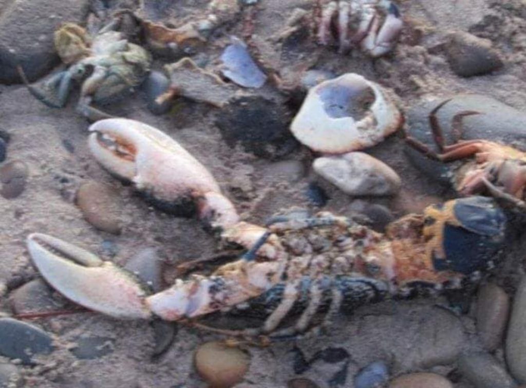 dead lobster surrounded by other dead crustaceans