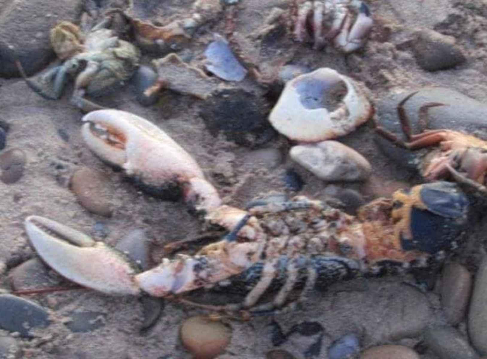 dead lobster surrounded by other dead crustaceans