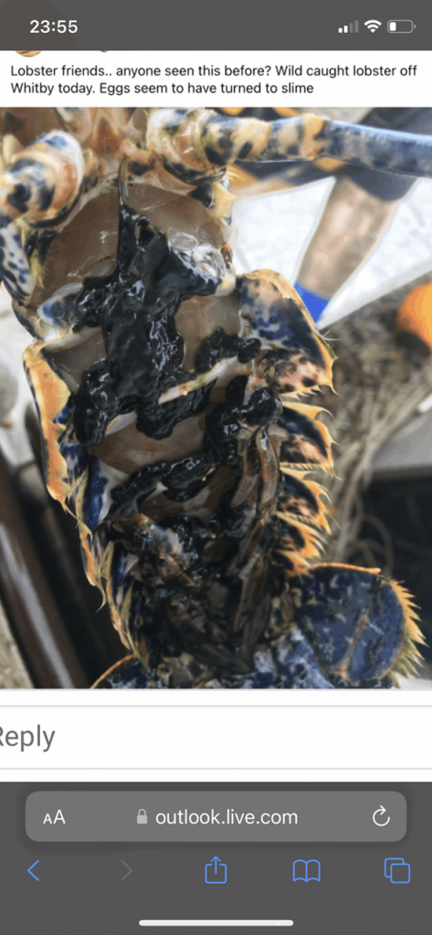 lobster carcass with eggs turned to black slime by pollutants