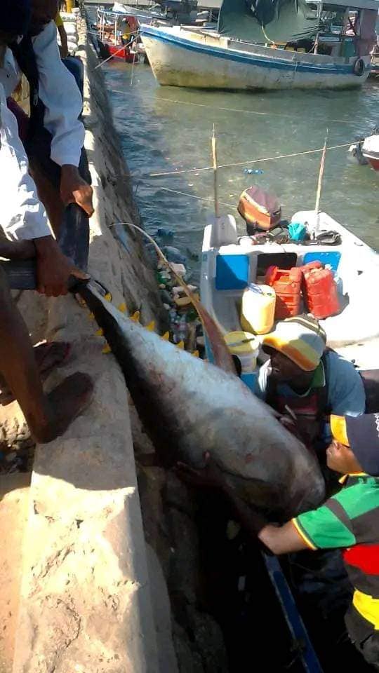 Fishermen dragging a large fish ashore from a fishing boat.