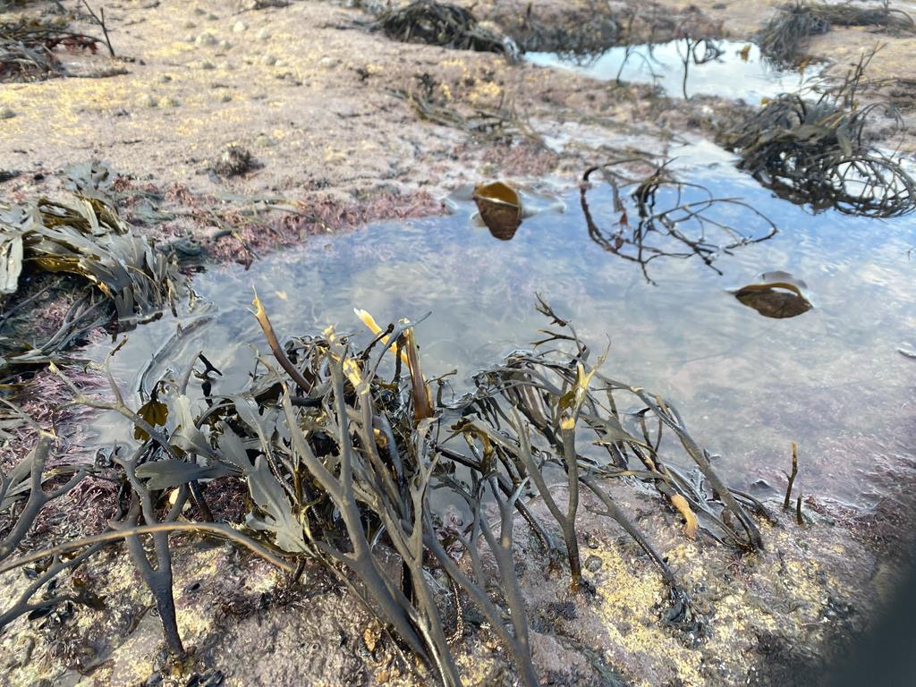 Healthy seaweed on the beach, Teeside