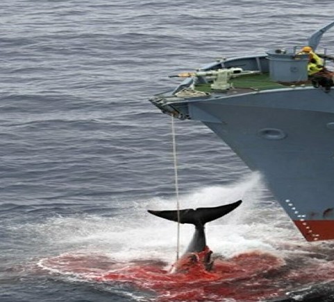 Whale tail surrounded by blood as it is fished by a whaling ship
